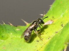 Lasioglossum imitatum