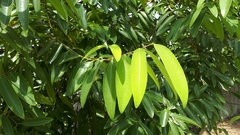 Cinnamomum iners
