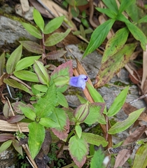 Torenia fournieri