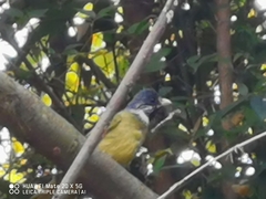 Spizixos semitorques