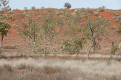 Melopsittacus undulatus