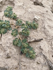 Euphorbia stictospora