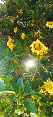 Solandra maxima