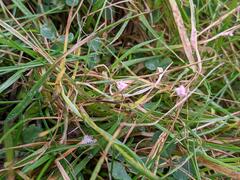 Laetisaria roseipellis