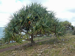 Pandanus tectorius