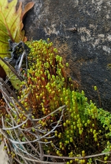 Mniaceae