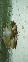 Hyla eximia