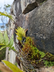 Mniaceae
