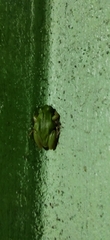 Hyla eximia