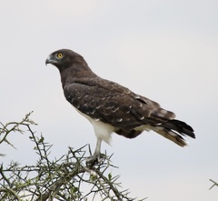 Circaetus pectoralis