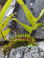 Mniaceae