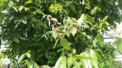 Cinnamomum iners