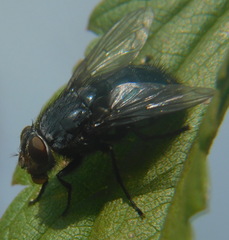 Calliphora vomitoria