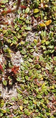 Actinotus novae-zelandiae
