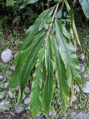 Alpinia uraiensis
