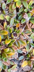 Actinotus novae-zelandiae