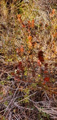 Epacris alpina