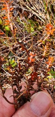 Epacris alpina
