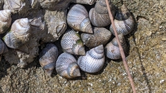 Littoraria pintado