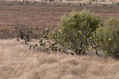 Melopsittacus undulatus