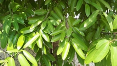 Cinnamomum iners