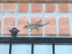 Sceloporus cyanogenys