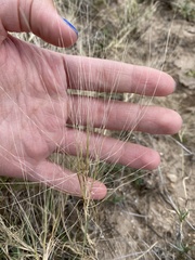 Scleropogon brevifolius