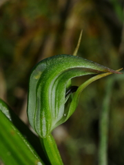Pterostylis graminea