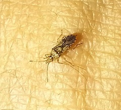 Belonochilus numenius