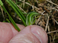 Pterostylis graminea