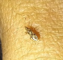 Belonochilus numenius