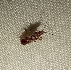 Belonochilus numenius