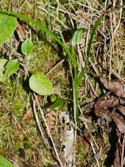 Pterostylis graminea