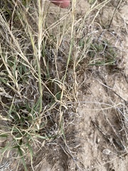 Scleropogon brevifolius