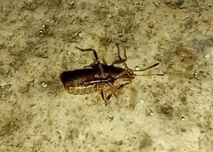 Belonochilus numenius