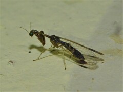 Mantispidae
