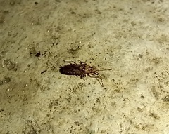 Belonochilus numenius