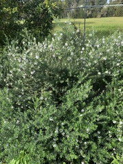 Westringia fruticosa