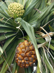 Pandanus tectorius