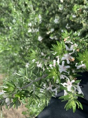 Westringia fruticosa