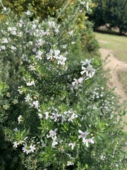Westringia fruticosa