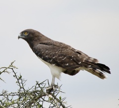 Circaetus pectoralis