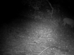 Sus scrofa leucomystax