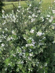 Westringia fruticosa