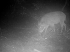 Sus scrofa leucomystax