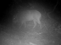 Sus scrofa leucomystax