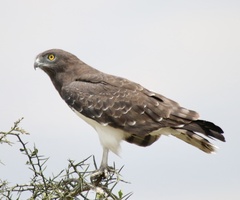 Circaetus pectoralis