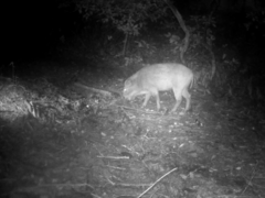 Sus scrofa leucomystax