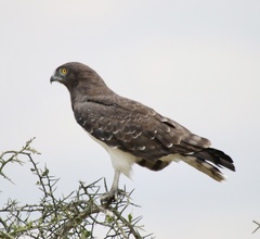Circaetus pectoralis