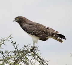Circaetus pectoralis